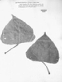 Uredo cylindrica image